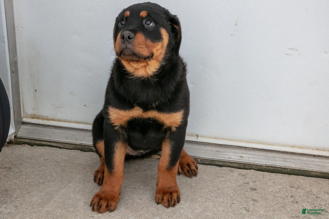 Rottweiler dogs for sale: Alina - Ad 1