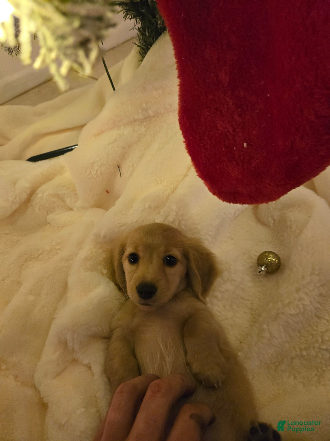 Miniature Dachshund dogs for sale: Blondie is a lil over 8 weeks and ready to go  - Ad 6