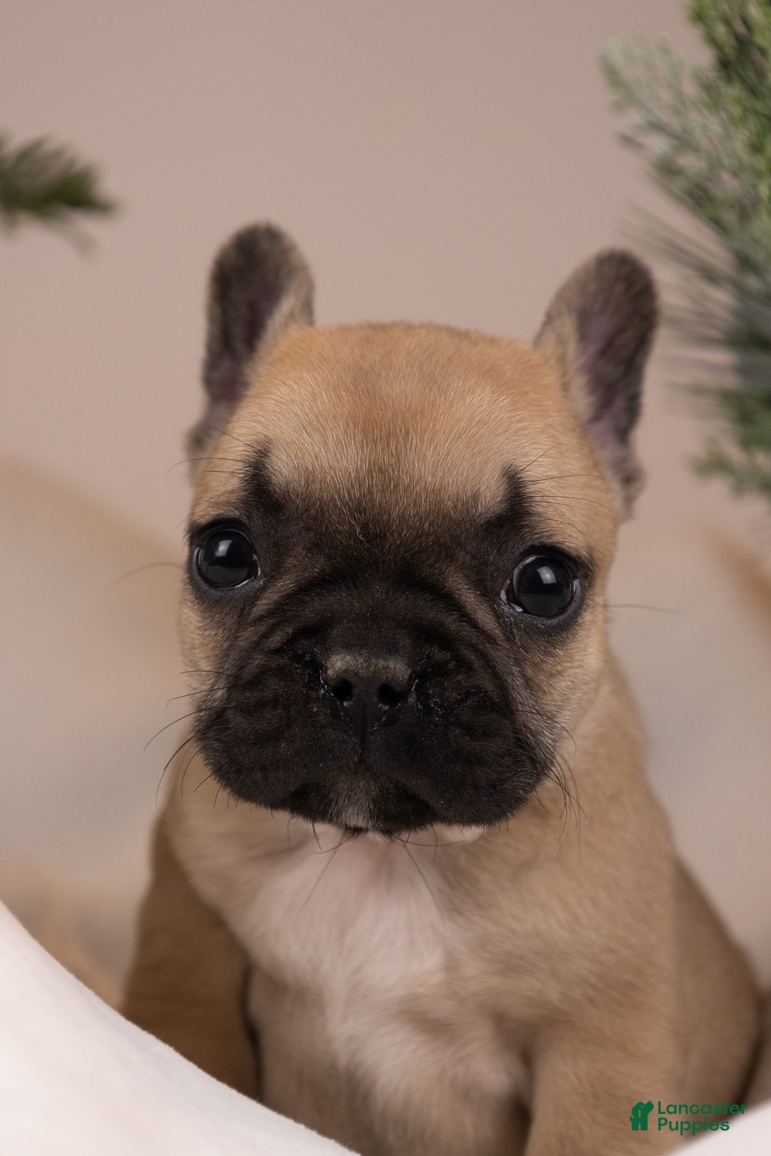 French Bulldog dogs for sale: Bluey - Ad 15