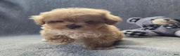 Maltipoo dogs for sale: Theadore - Ad 1