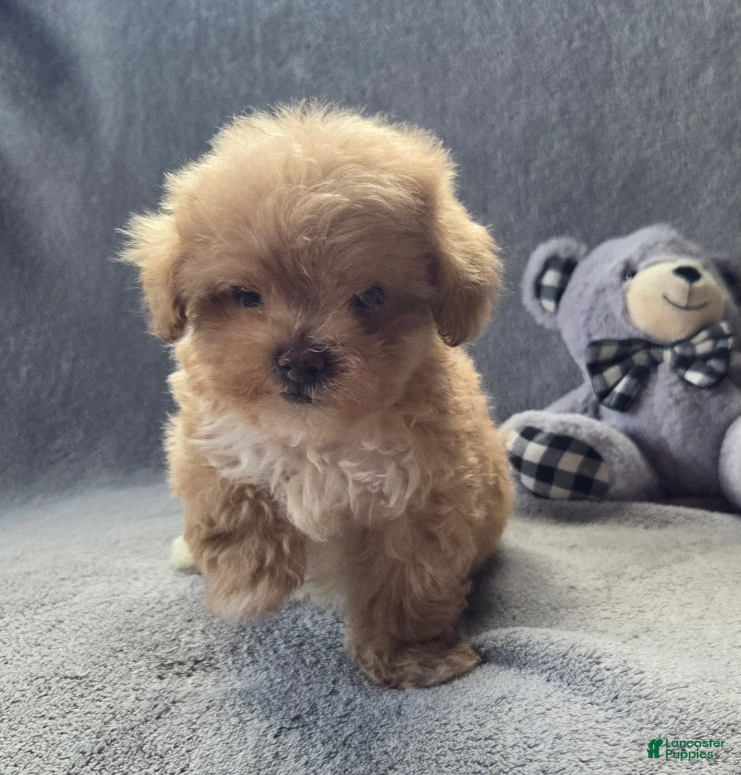 Maltipoo dogs for sale: Theadore - Ad 1