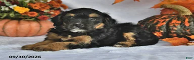Cooper