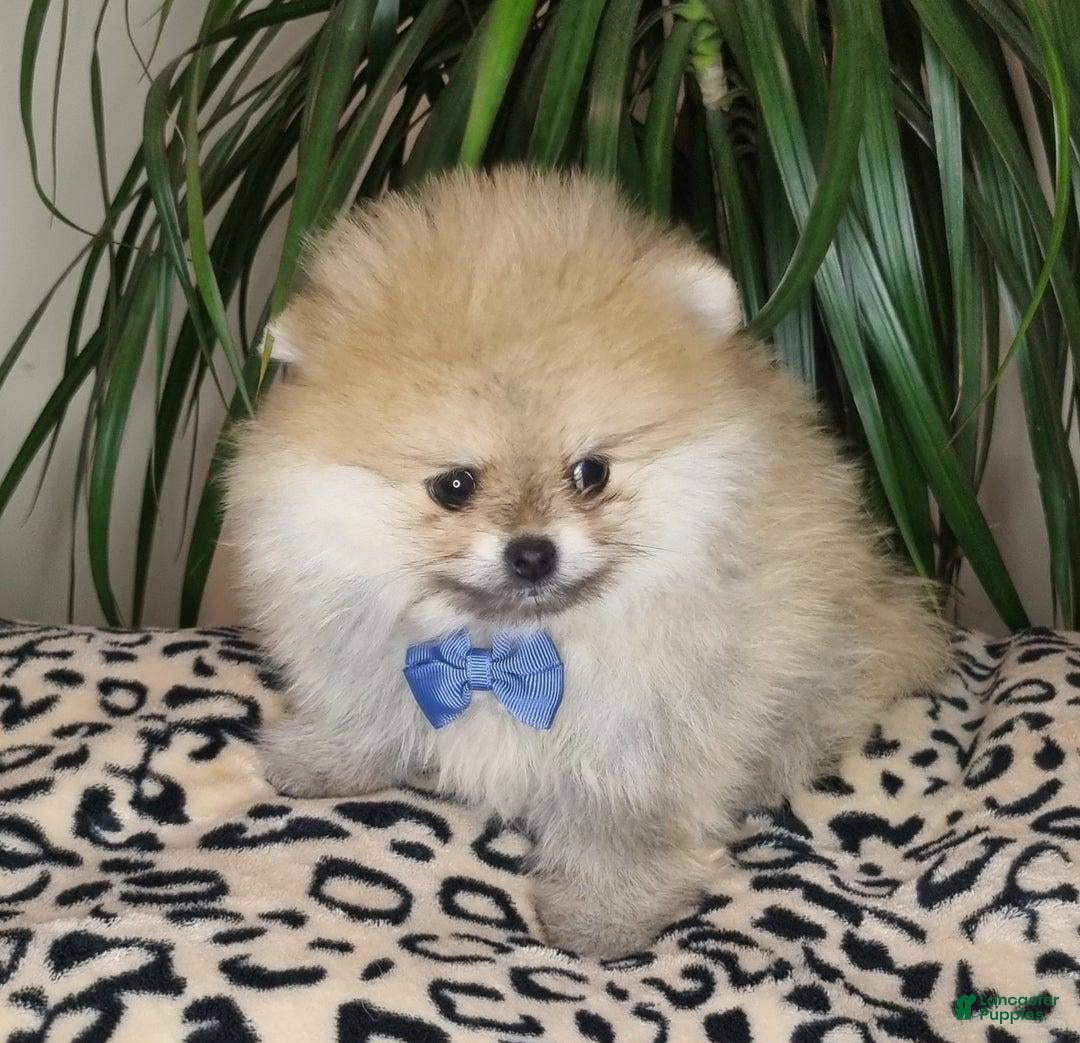 Pomeranian dogs Kevin  - Ad 7