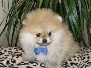 Pomeranian dogs Kevin - Ad 10