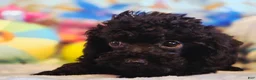 Toy Poodle dogs for sale: Toy Poodle 3 - Ad 1
