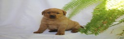 Labrador Retriever dogs for sale: Toby - Ad 2