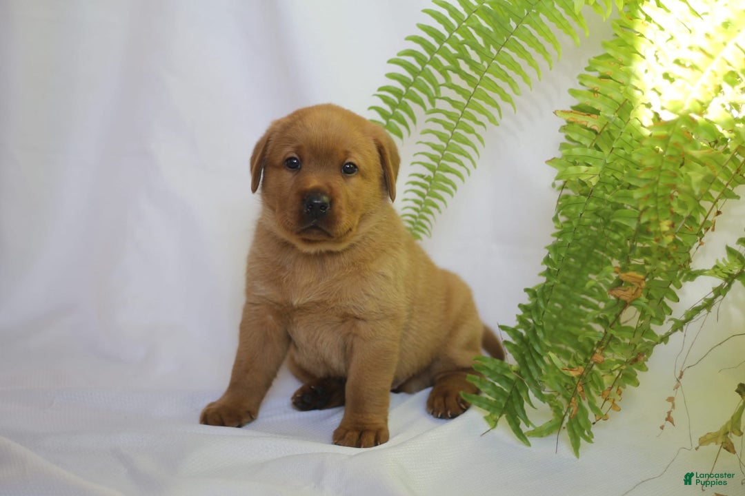 Labrador Retriever dogs for sale: Toby - Ad 2