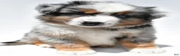 Miniature Australian Shepherd dogs for sale: Joey - Ad 7