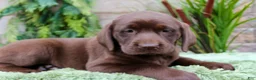 Labrador Retriever dogs for sale: Cocoa  - Ad 3