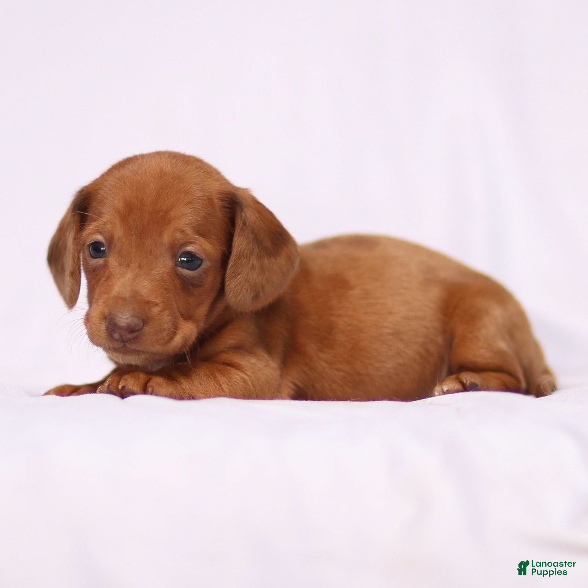 Miniature Dachshund dogs Ivy - Ad 37
