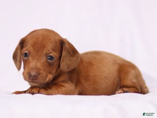 Miniature Dachshund dogs Ivy - Ad 41
