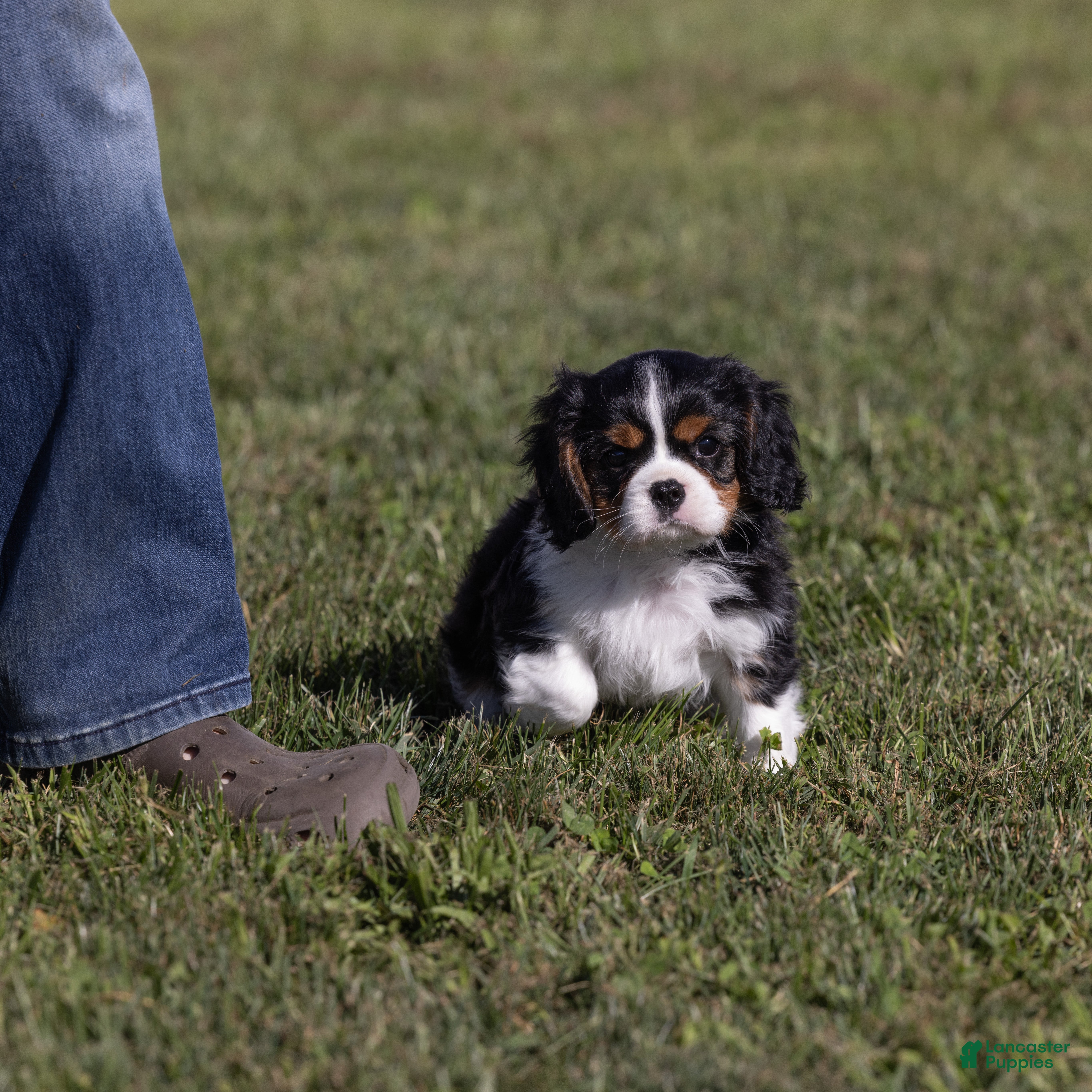 Cavalier King Charles Spaniel dogs Kudos - Ad 2