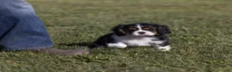Cavalier King Charles Spaniel dogs for sale: Kudos - Ad 2