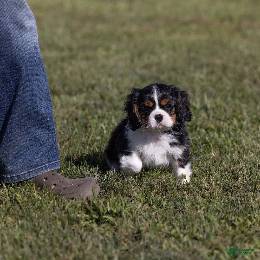 Cavalier King Charles Spaniel dogs for sale: Kudos - Ad 2