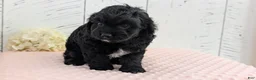 Cavapoo dogs for sale: Zion - Ad 6