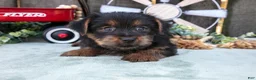 Yorkshire Terrier dogs for sale: Colt - Ad 5