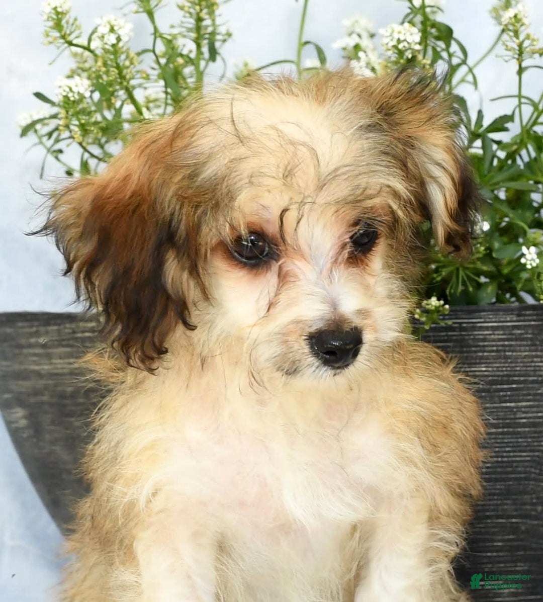 Havapoo dogs for sale: Owen - Ad 12