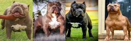 American Bully dogs for sale: American Bully Puppy 7 - Ad 9