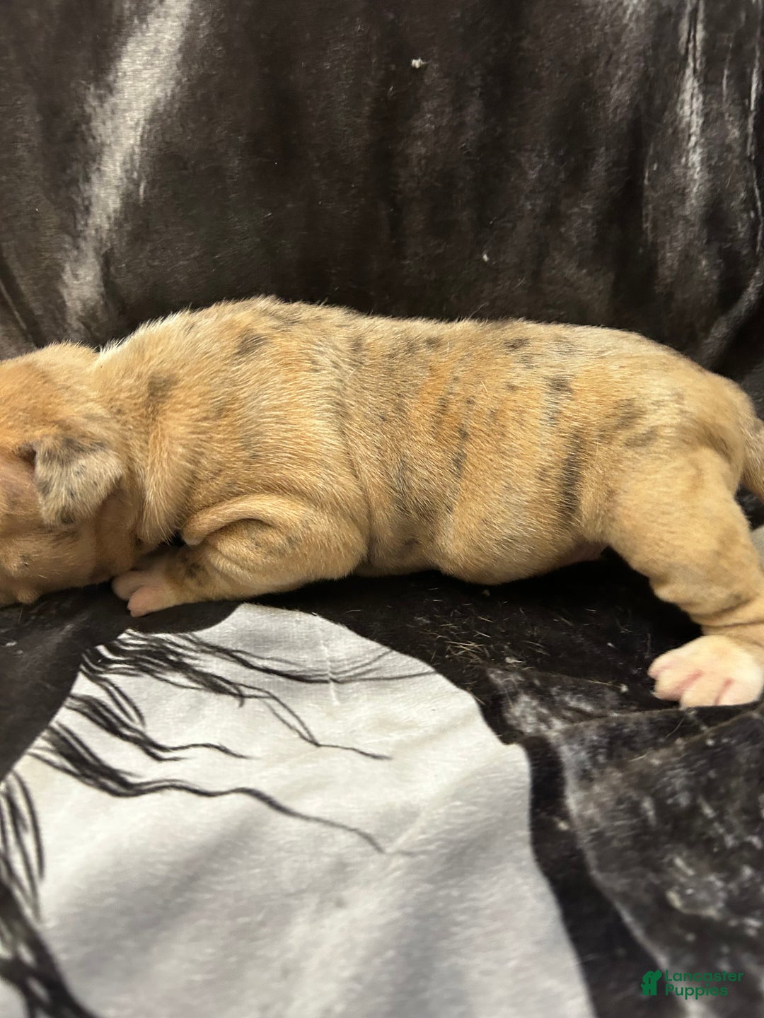 American Bully dogs for sale: American Bully Puppy 1 - Ad 4