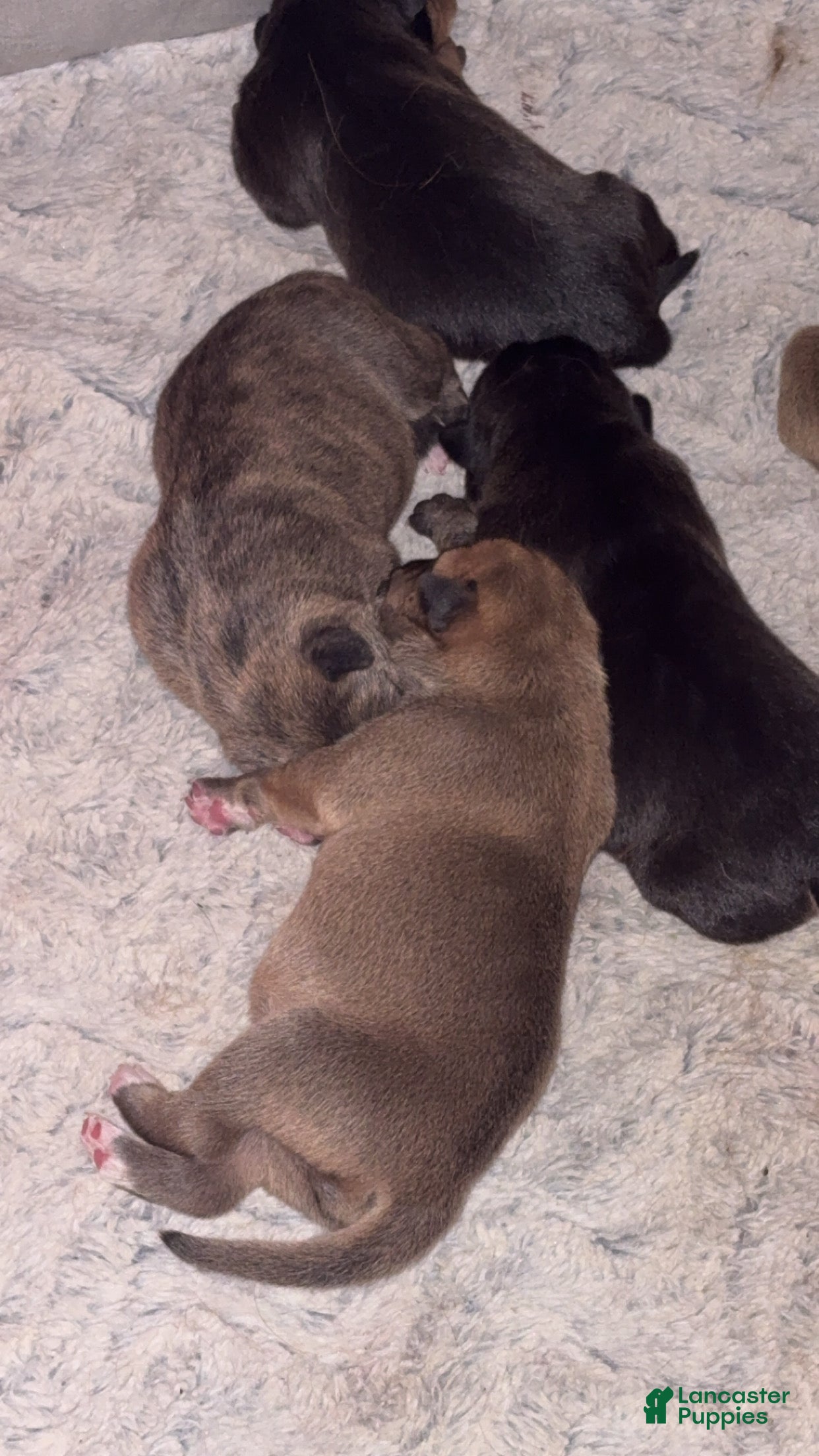 Mixed Breed dogs Mixed Breed Puppy 4 - Ad 12