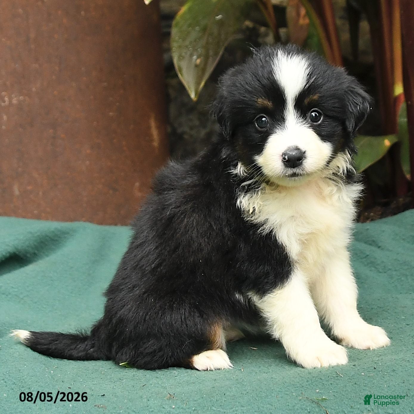 Miniature Australian Shepherd dogs Summer - Ad 2