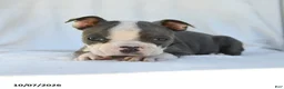 Boston Terrier dogs for sale: Naveen - Ad 2