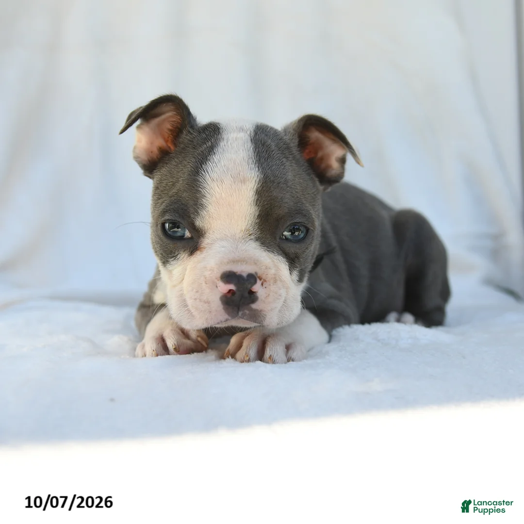 Boston Terrier dogs for sale: Naveen - Ad 2