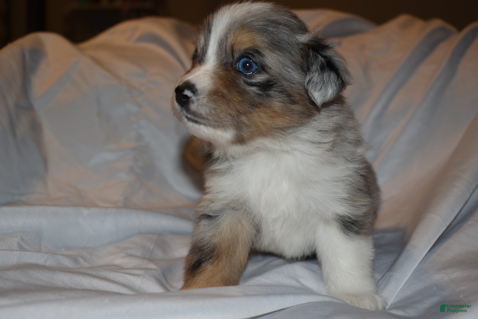 Miniature Australian Shepherd dogs Male #4 - Lucien  - Ad 10