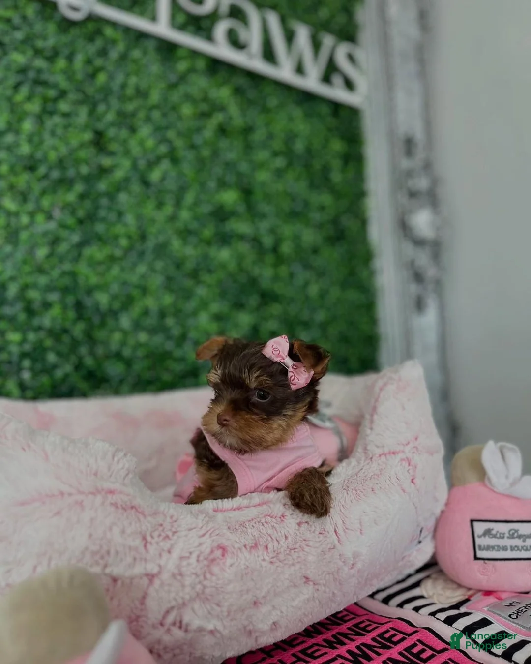 Yorkiepoo dogs for sale: Yorkiepoo Puppy 1 - Ad 4