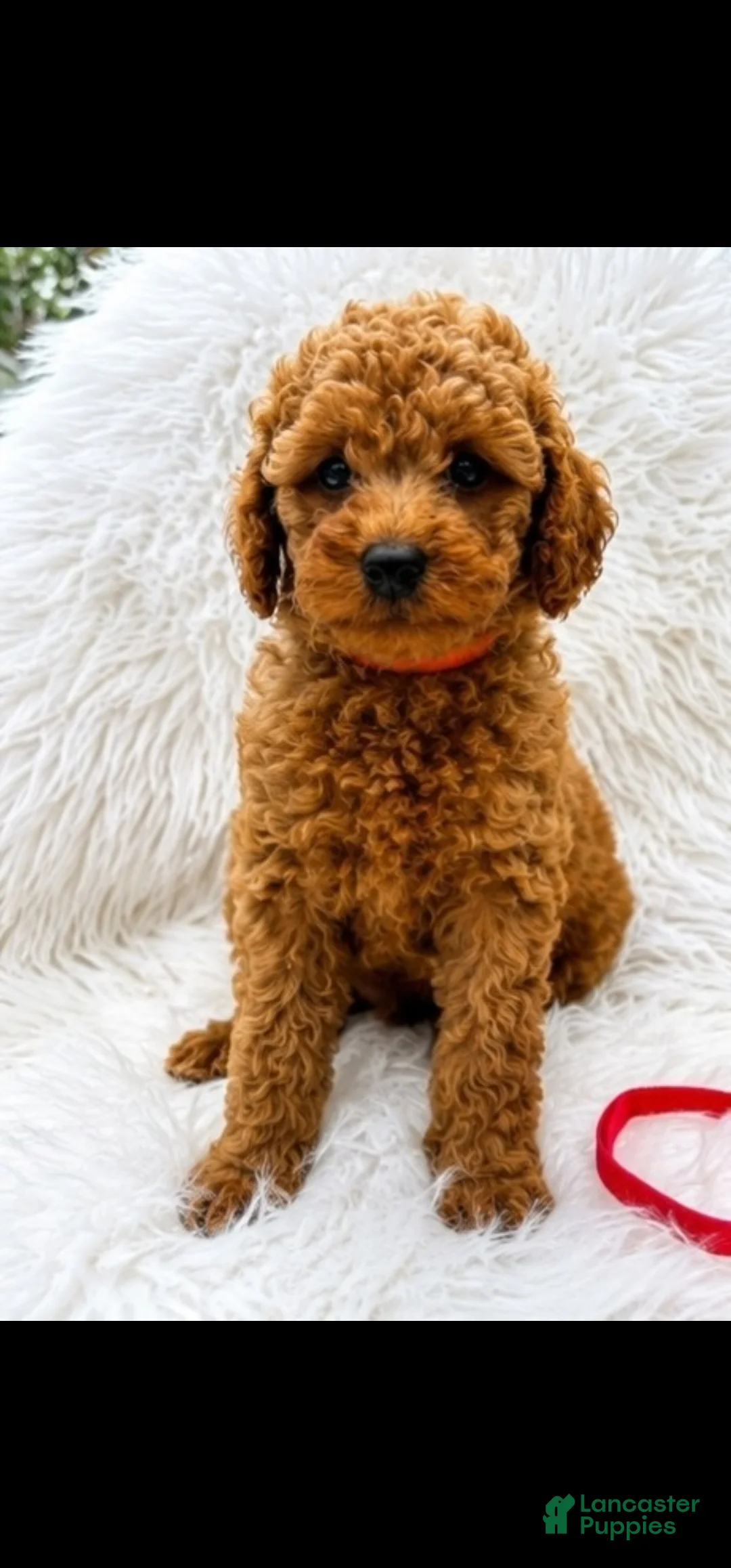Mini Goldendoodle dogs for sale: Max orange collar - Ad 2