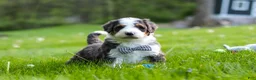 Bernedoodle dogs for sale: Rockey - Ad 4