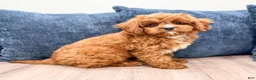 Cavapoo dogs for sale: Arlo - Ad 4