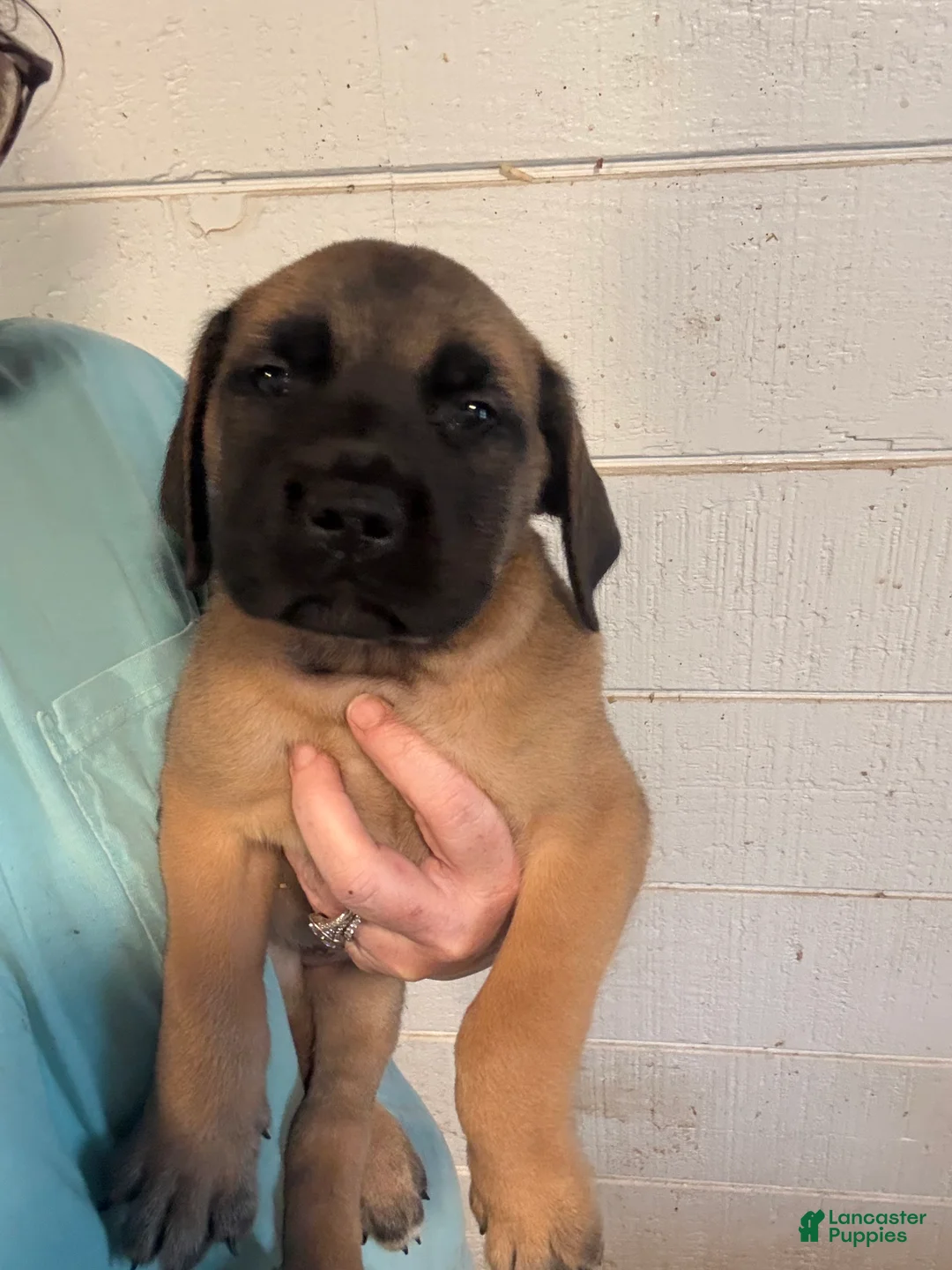 English Mastiff dogs for sale: English Mastiff Puppy 1 - Ad 1