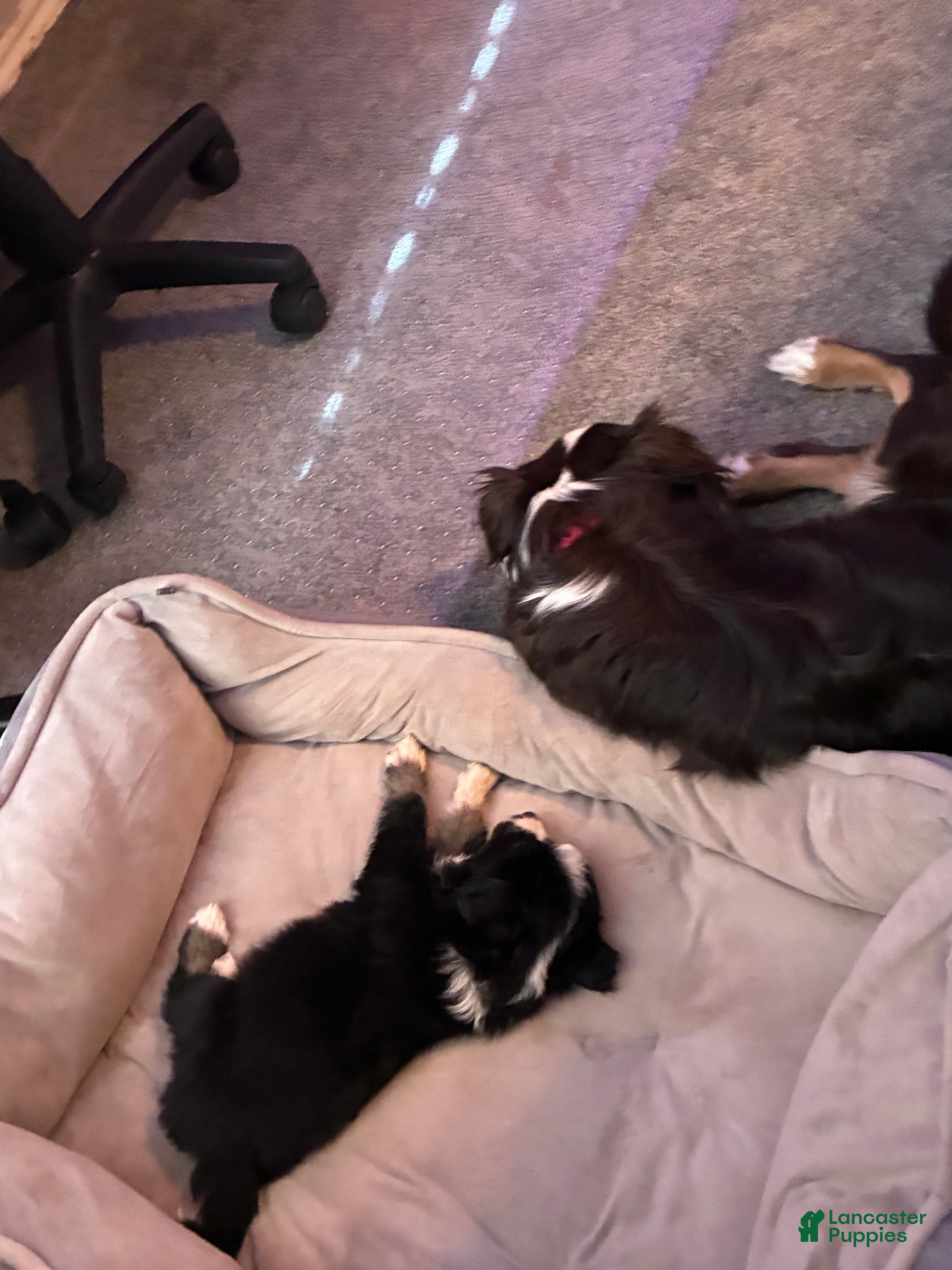 Miniature Australian Shepherd dogs Miniature Australian Shepherd Puppy 4 - Ad 18