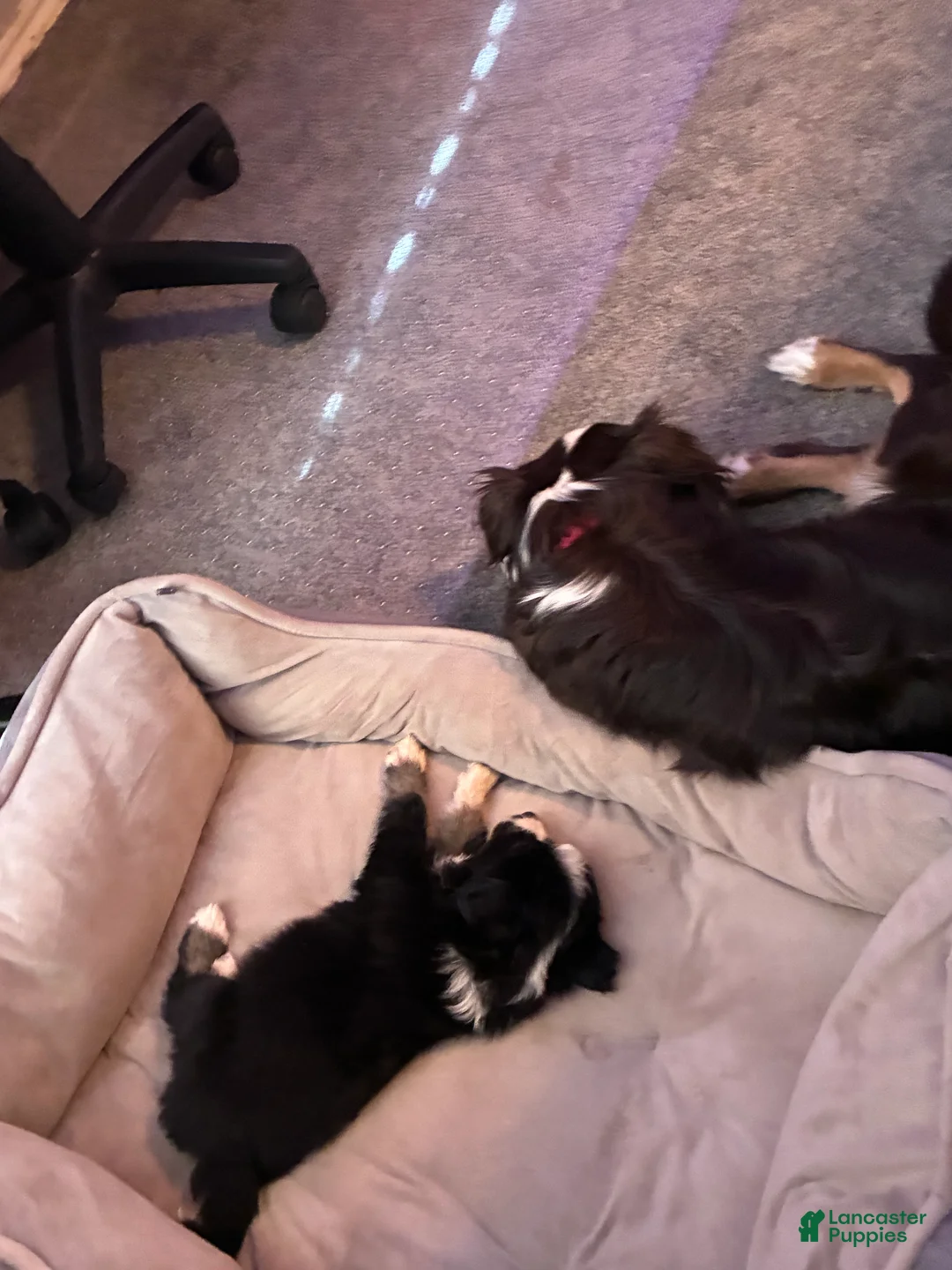 Miniature Australian Shepherd dogs for sale: Miniature Australian Shepherd Puppy 4 - Ad 1