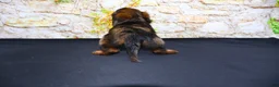 Miniature Dachshund dogs for sale: Butters - Ad 12