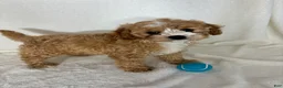 Cavapoo dogs for sale: Joey - Ad 2