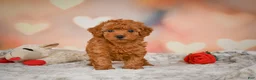 Toy Poodle dogs for sale: Benji - Ad 6