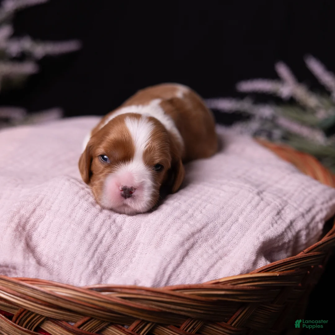 Cavalier King Charles Spaniel dogs for sale: Caroline - Ad 1