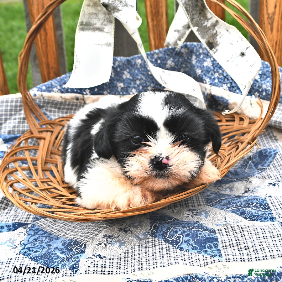 Teddy Bear dogs Sugar - Ad 1