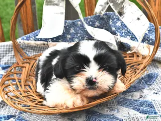 Teddy Bear dogs for sale: Sugar - Ad 2