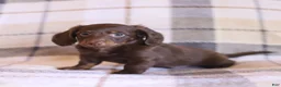 Miniature Dachshund dogs for sale: Snickers - Ad 3