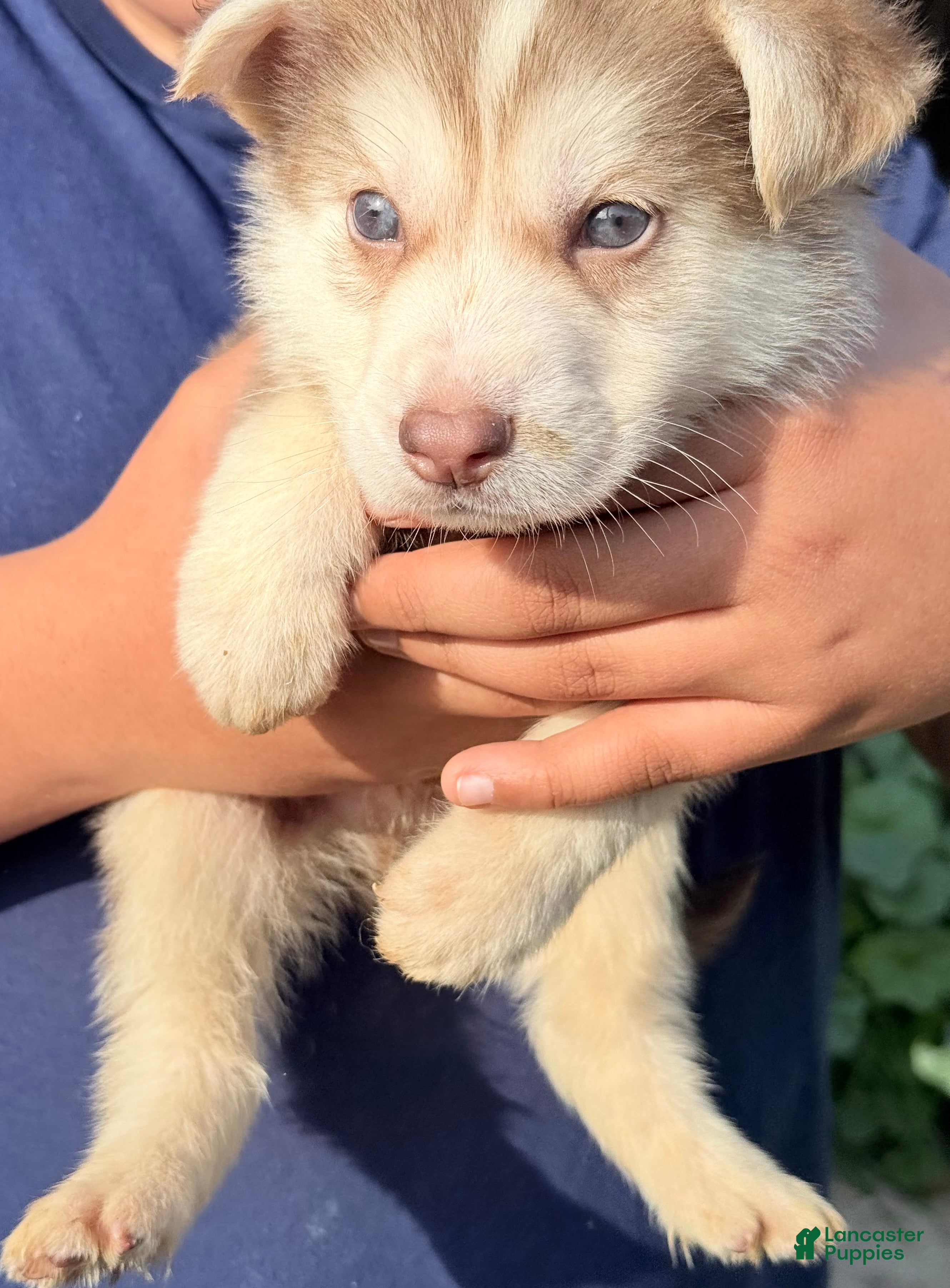 Gerberian Shepsky dogs Gerberian Shepsky Puppy 1 - Ad 6