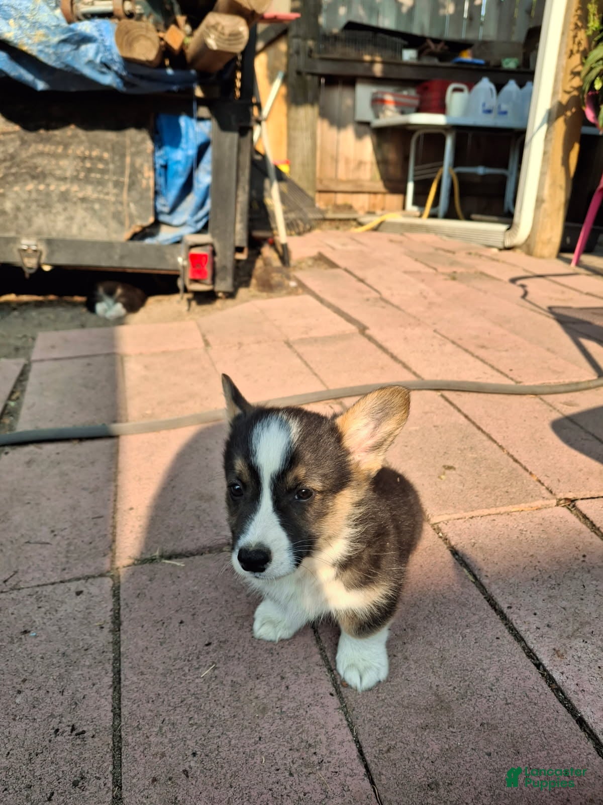 American Corgi dogs Smoky - Ad 18
