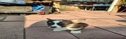American Corgi dogs for sale: Smoky - Ad 1