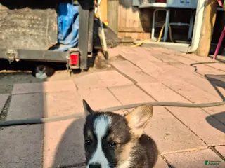 American Corgi dogs Smoky - Ad 18