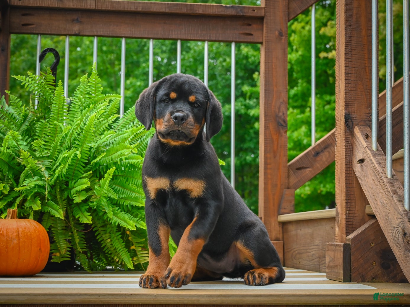 Rottweiler dogs River 🐾 - Ad 1