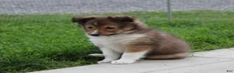 Shetland Sheepdog dogs for sale: Leo ‘ Arfy  - Ad 5
