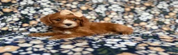 Cockapoo dogs for sale: Miley - Ad 2