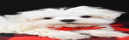 Maltese dogs for sale: Victor - Ad 5